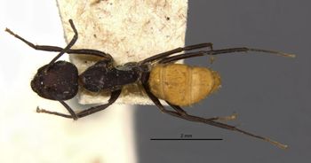Media type: image;   Entomology 21472 Aspect: habitus dorsal view